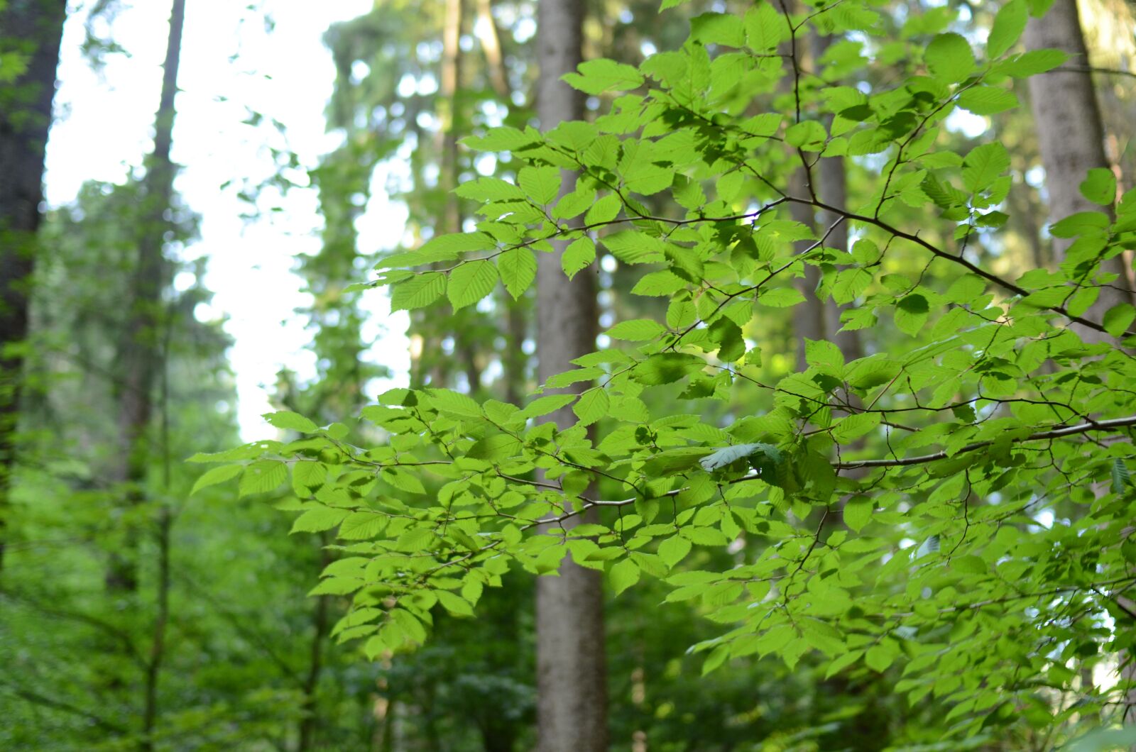 Nikon D5100 sample photo. Forest, trees, sheet photography
