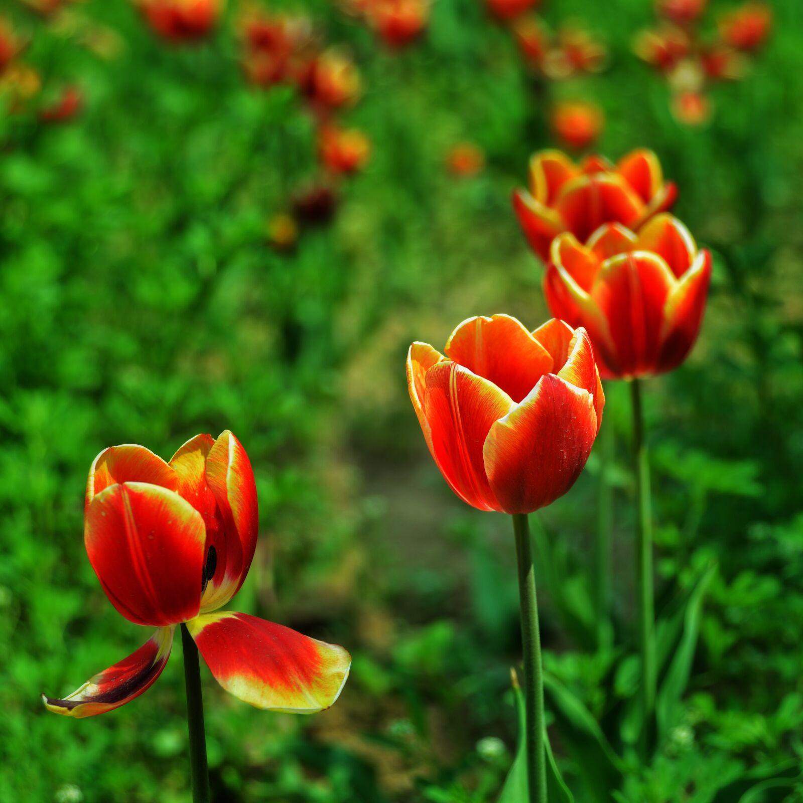 Nikon D610 sample photo. Red, tulip, discourse photography