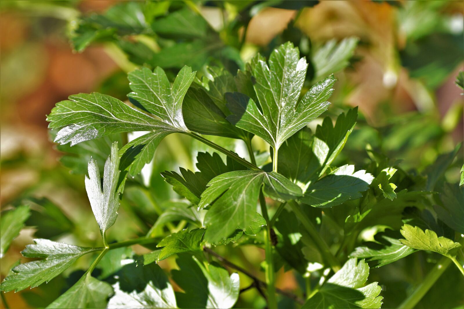 Sony SLT-A58 sample photo. Parsley, hladkolistá, fresh photography