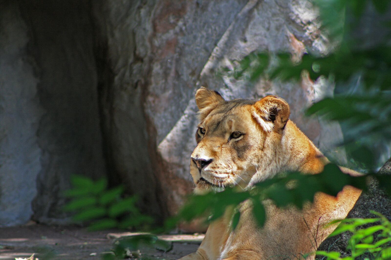 Canon EOS 1000D (EOS Digital Rebel XS / EOS Kiss F) sample photo. Lioness, quiet, watch photography