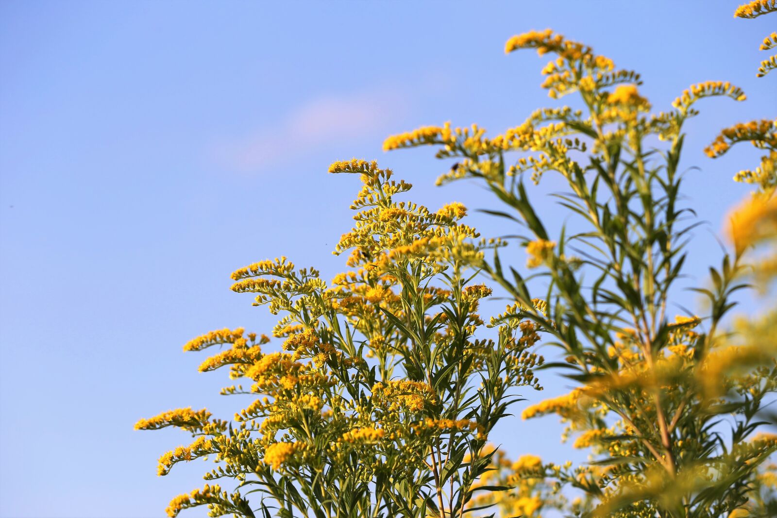 Canon EF 70-300 F4-5.6 IS II USM sample photo. Solidago gigantea, goldenrod, plant photography