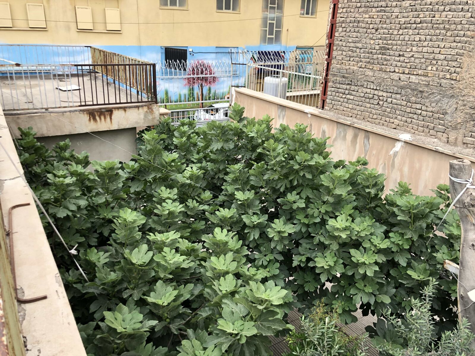iPhone X back dual camera 4mm f/1.8 sample photo. Backyard, balcony, buildings, tree photography