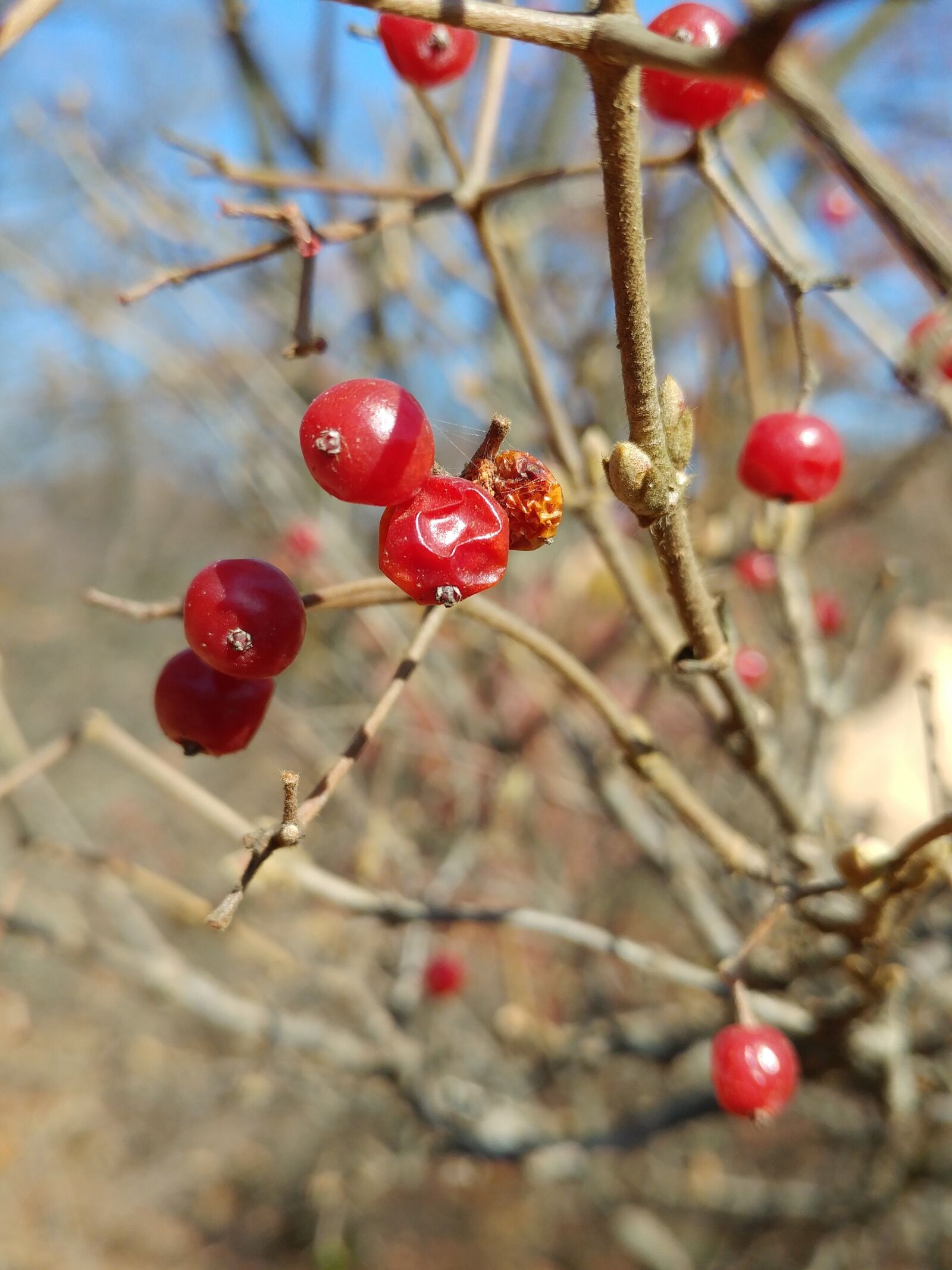 LG G5 sample photo. Some people don't, nature photography