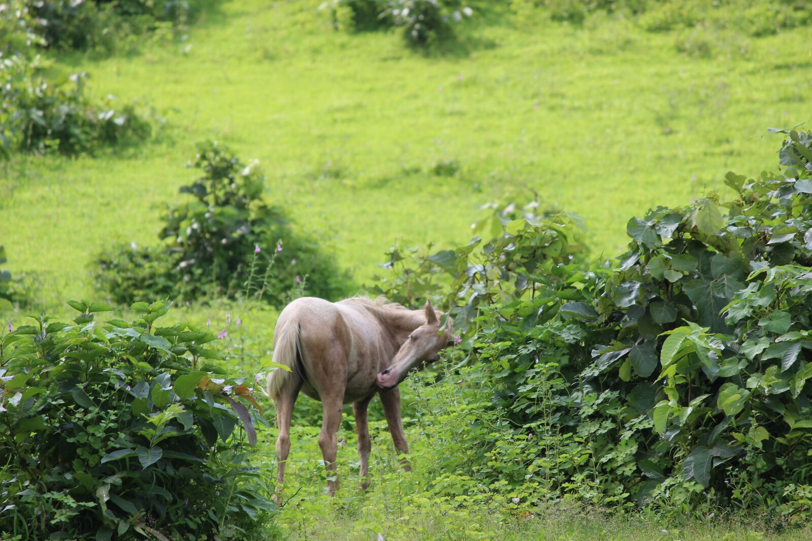 Canon EOS 600D (Rebel EOS T3i / EOS Kiss X5) sample photo. Natural, nature, trees photography