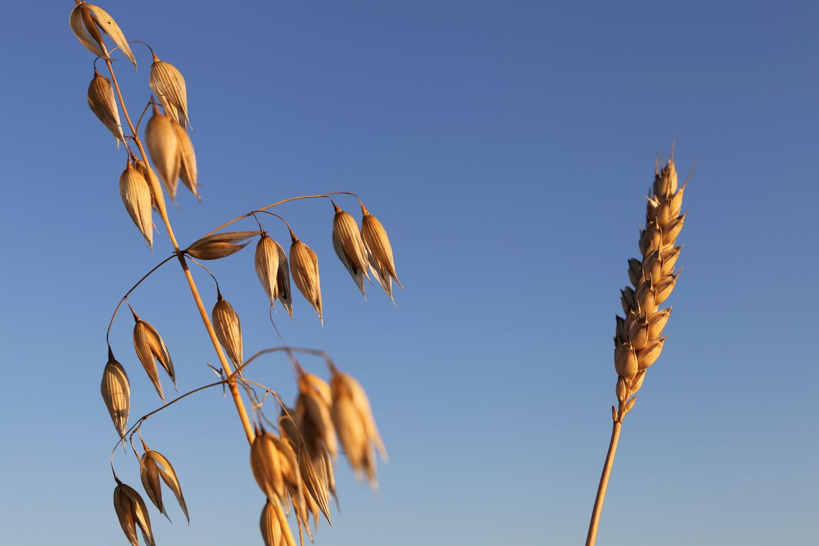 Canon EF 24-105mm F3.5-5.6 IS STM sample photo. Oats left, wheat right photography