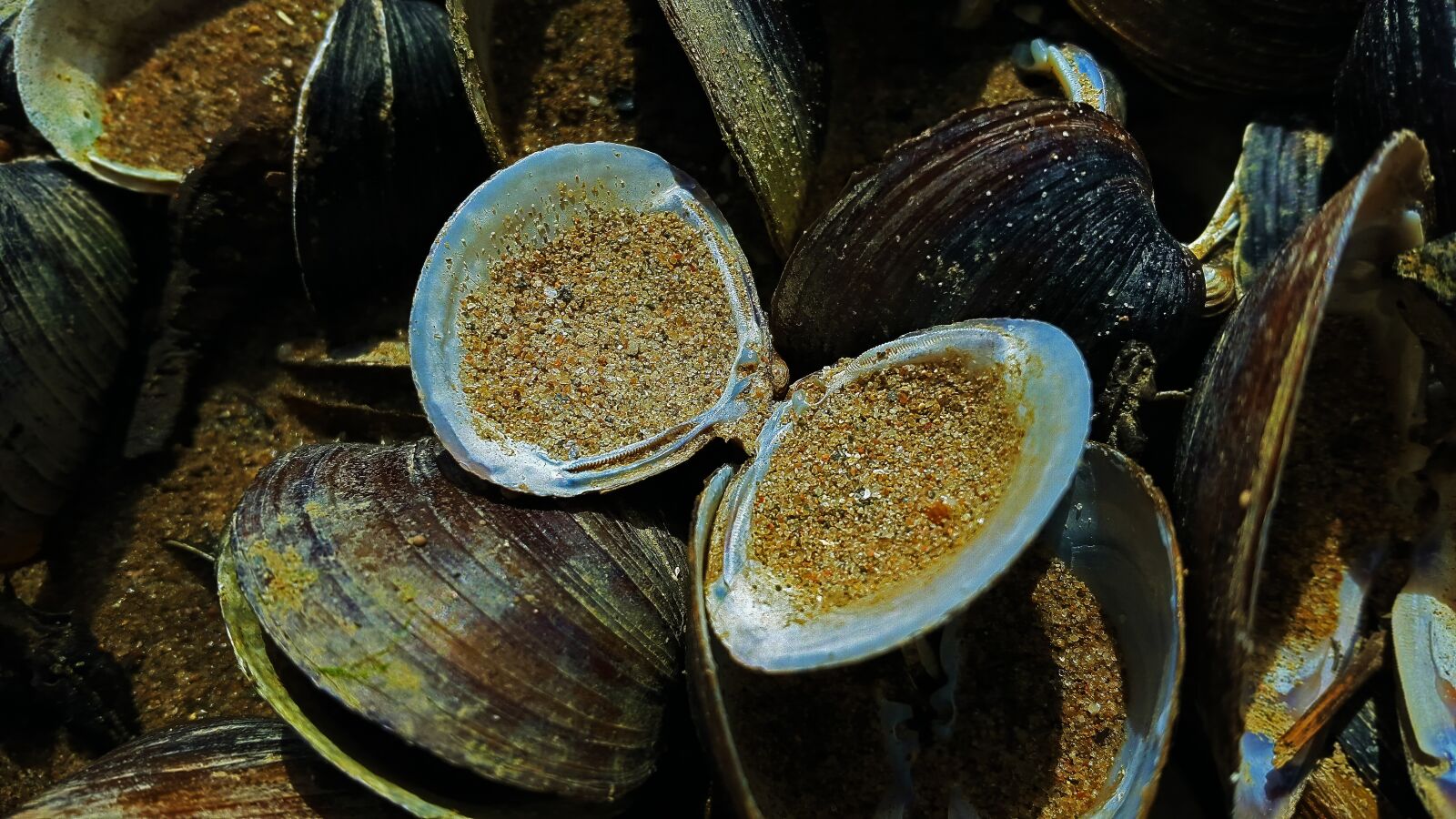 Samsung Galaxy Alpha sample photo. Mussels, shell, beach photography