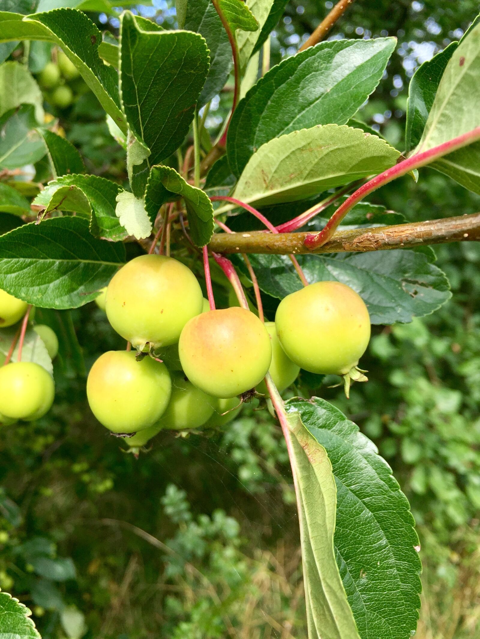 Apple iPhone 6 sample photo. Crabapples, small apples, autumn photography