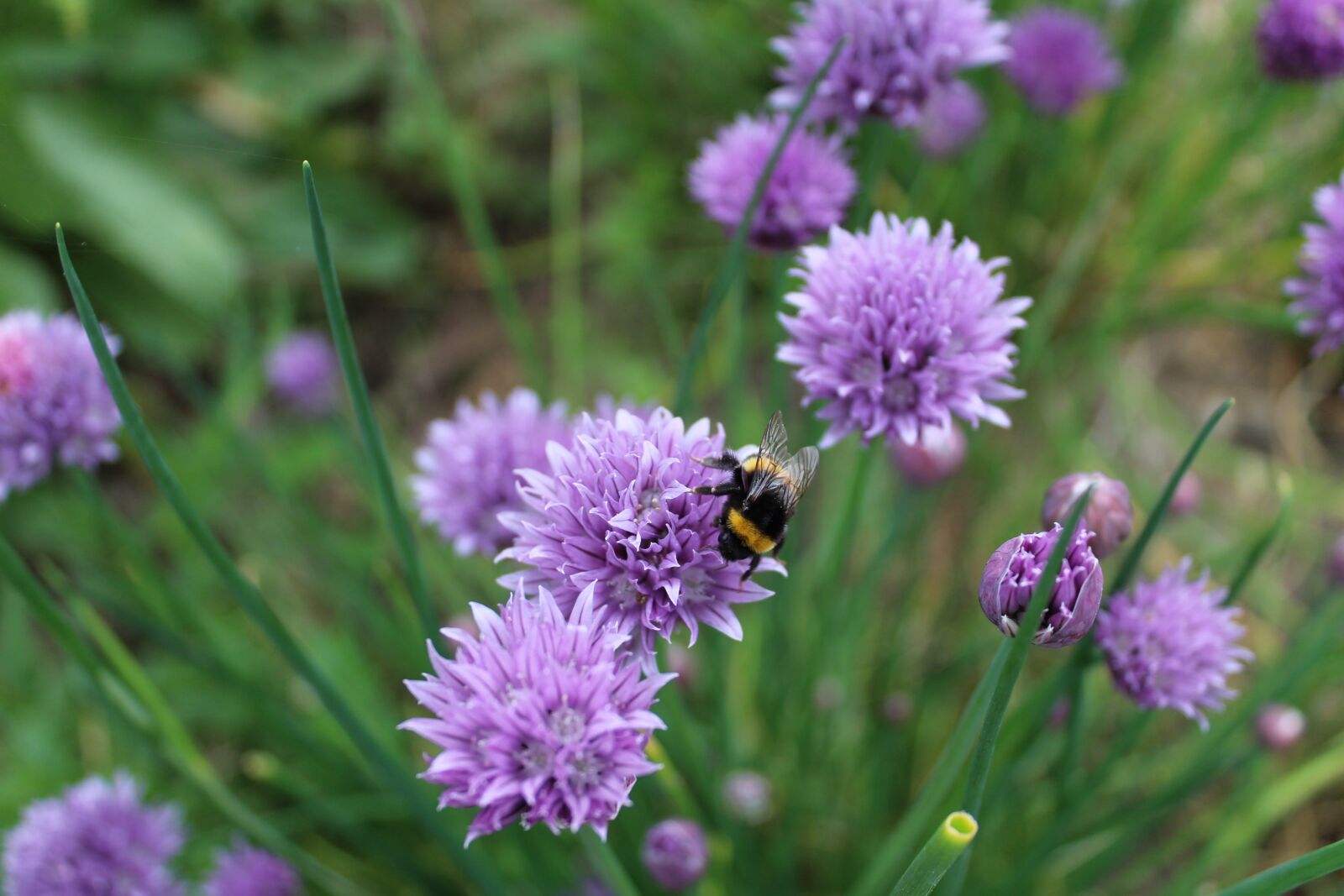 Canon EOS 1200D (EOS Rebel T5 / EOS Kiss X70 / EOS Hi) sample photo. Chives, aromatic plant, chive photography