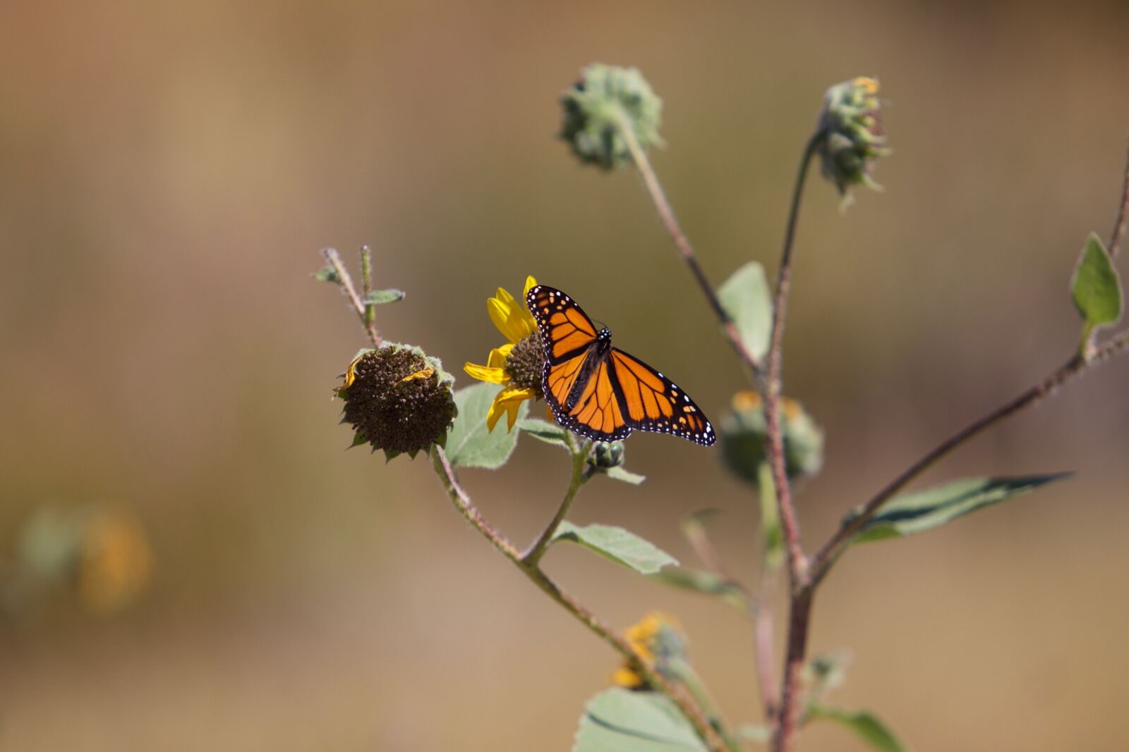 Canon EOS 50D sample photo. Butterfly, macro, insect photography