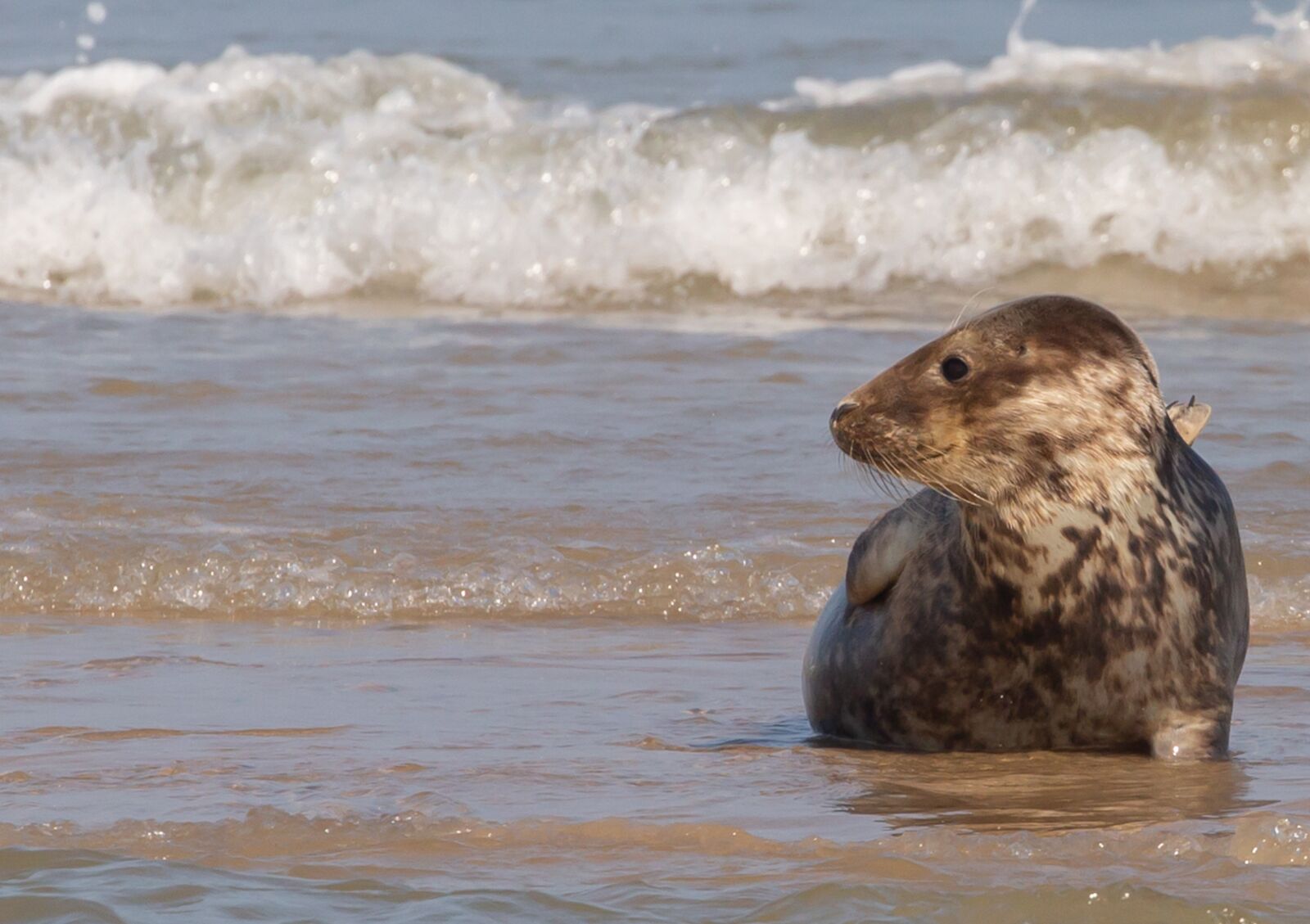Canon EOS 5D Mark III sample photo. Harbor seal, seal, coast photography