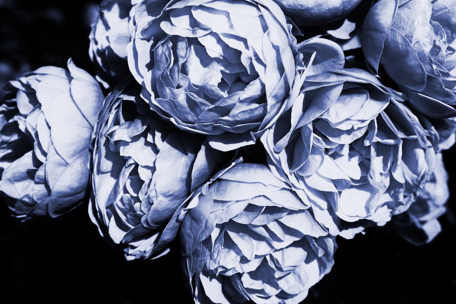 Canon EOS 700D (EOS Rebel T5i / EOS Kiss X7i) sample photo. Roses, blue, rose photography