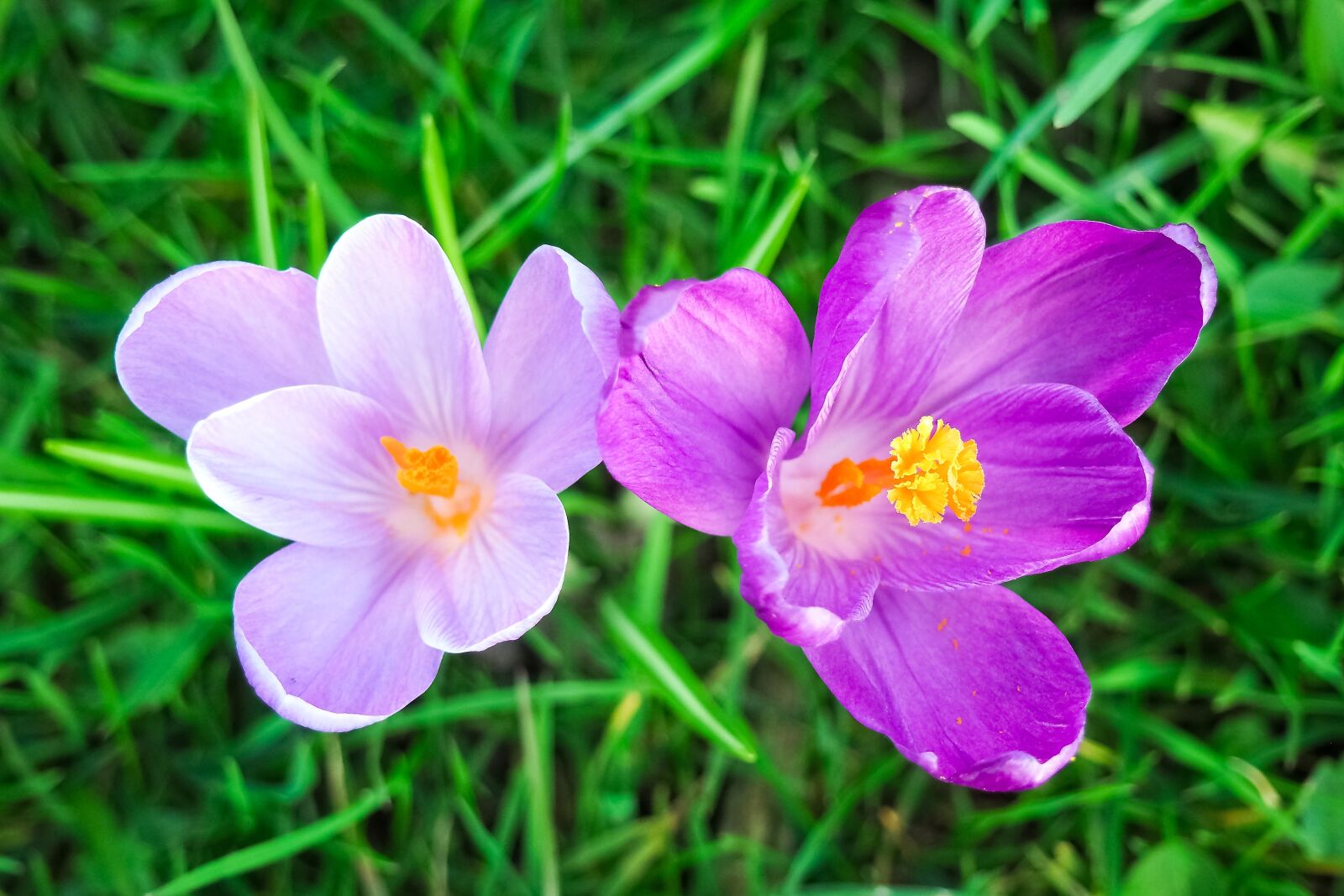 Olympus OM-D E-M10 sample photo. Crocus, flower, spring photography