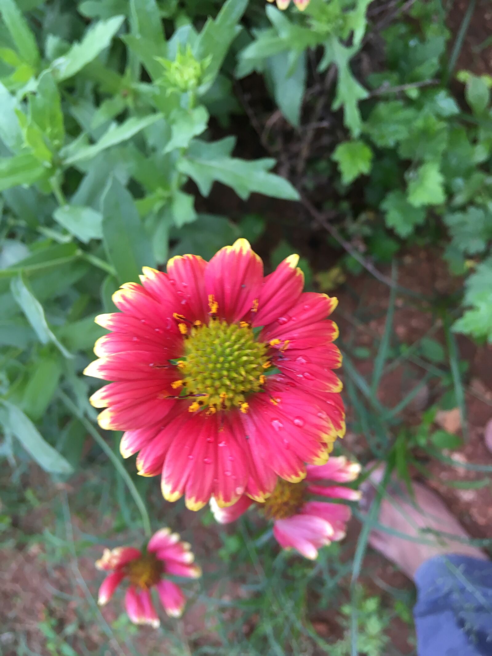 Apple iPhone SE sample photo. Flower, garden, nature photography