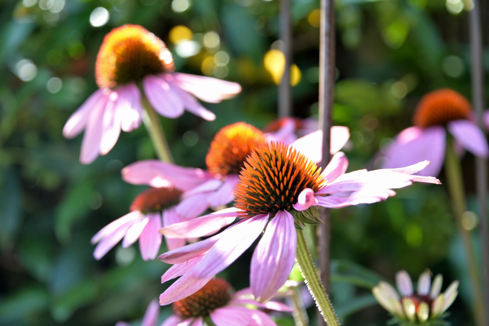 Nikon Df sample photo. Echinacea purpurea, coneflower, flower photography