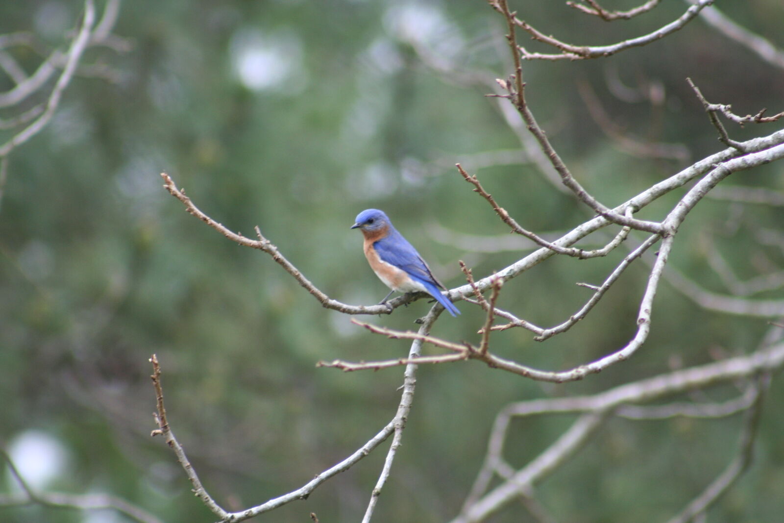 Canon EOS 350D (EOS Digital Rebel XT / EOS Kiss Digital N) sample photo. Eastern, bluebird photography