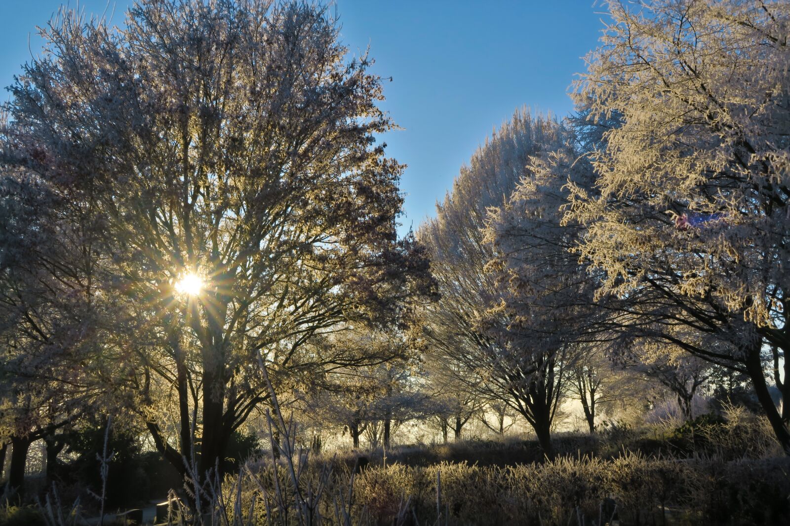 Canon PowerShot G7 X sample photo. Sun, trees, cold photography