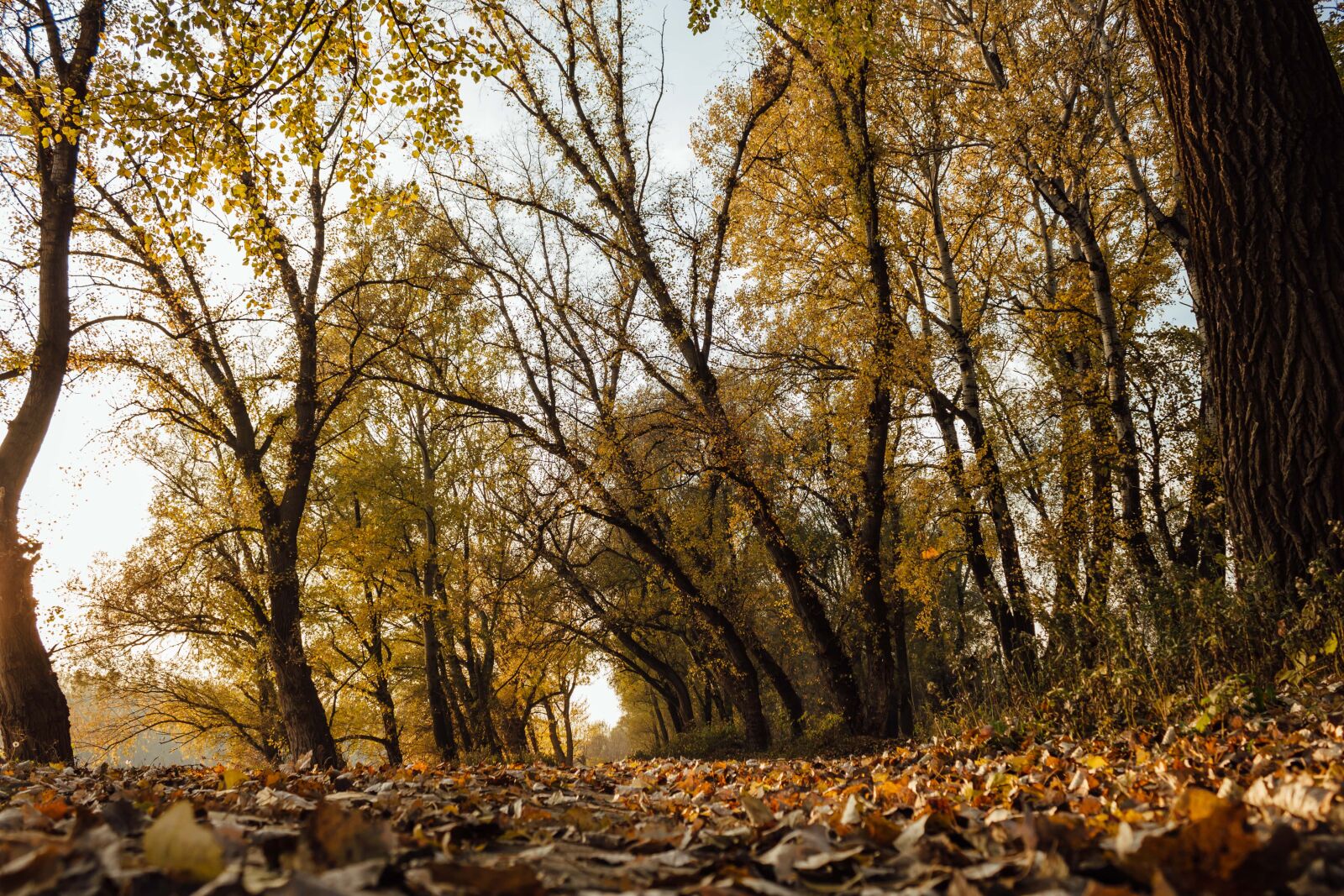 Canon EF-S 18-55mm F3.5-5.6 IS sample photo. Forest trail, ground, yellow photography
