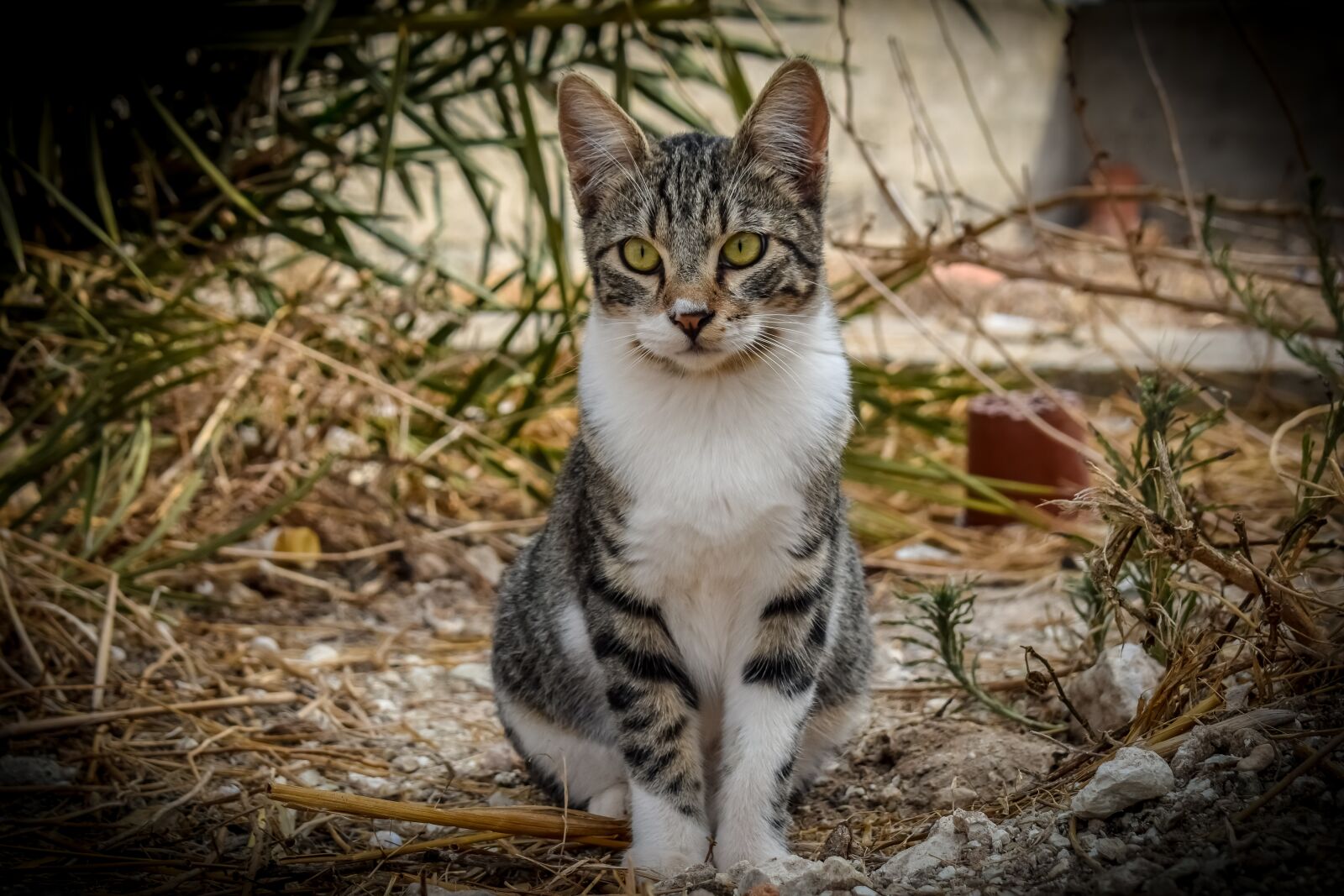 Nikon D3300 sample photo. Cat, stray, outdoors photography