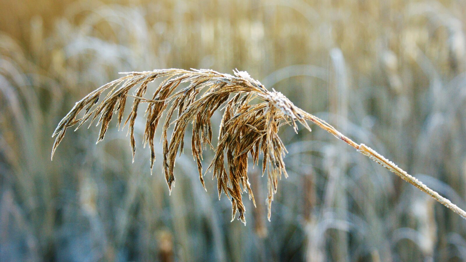 Sony Alpha DSLR-A350 sample photo. Reed, landscape, frozen photography
