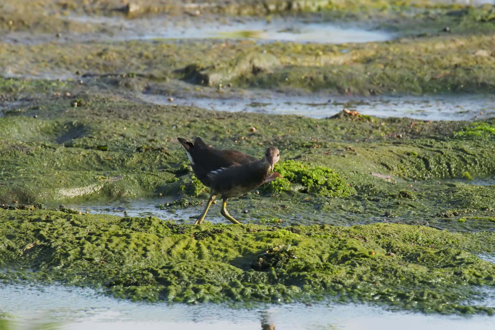 Olympus OM-D E-M1 sample photo. Bird, young, juvenile photography