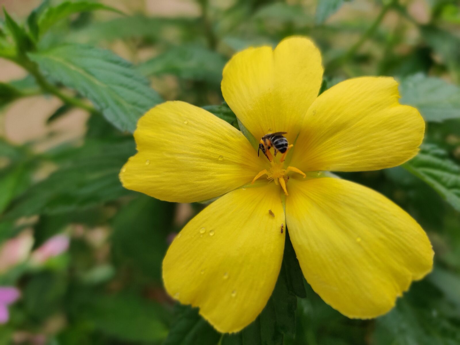 OnePlus HD1901 sample photo. Flower, bokeh, focus photography