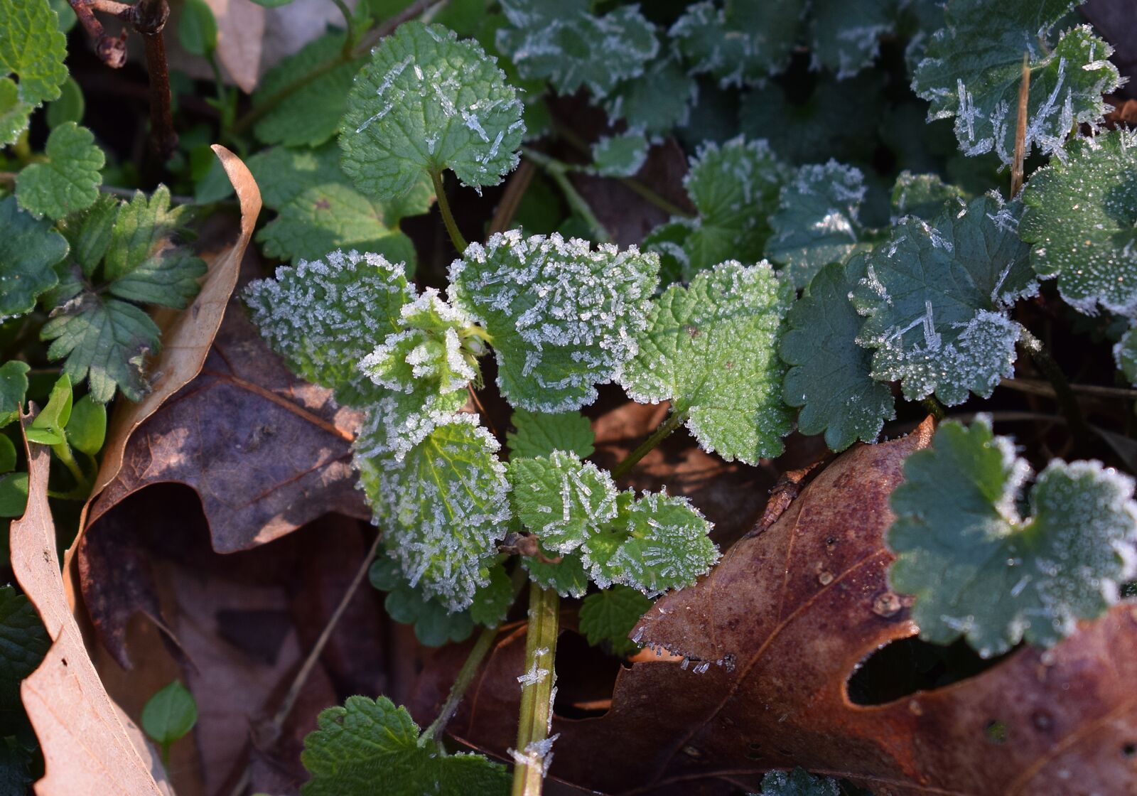 Nikon D3300 sample photo. Frost on leaves, spring photography