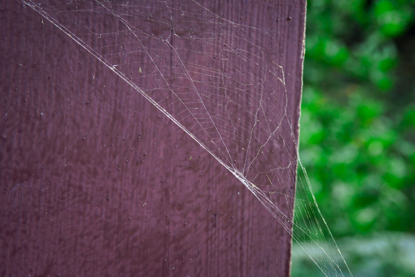 Sony a99 II sample photo. A spider's web, park photography