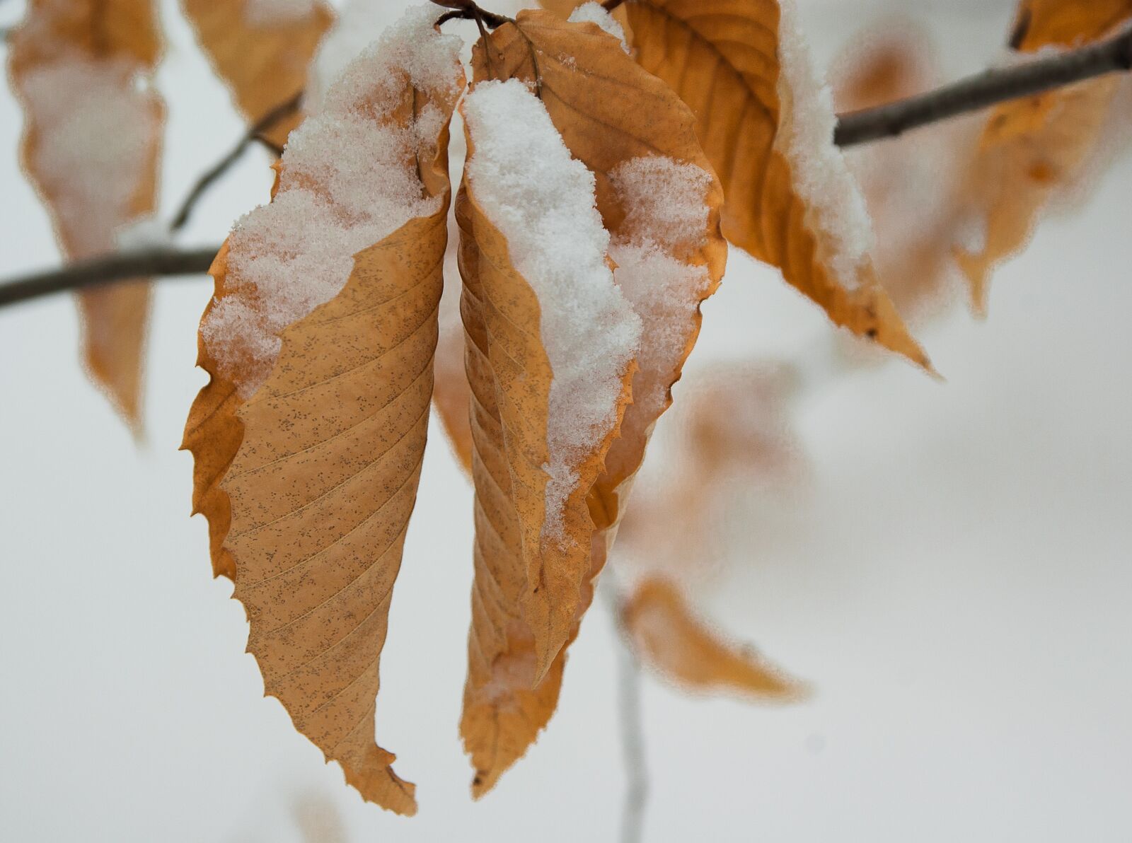 Pentax K10D sample photo. Leaves, snow, winter photography