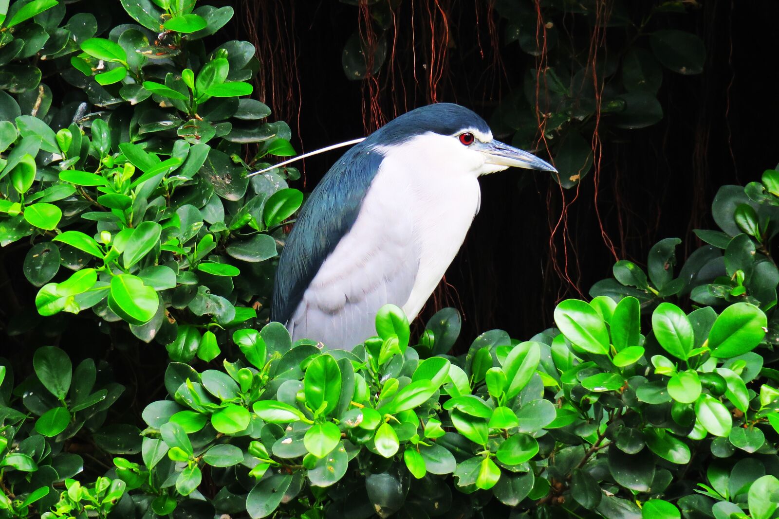 Canon PowerShot G3 X sample photo. Nature, bird, outdoor photography