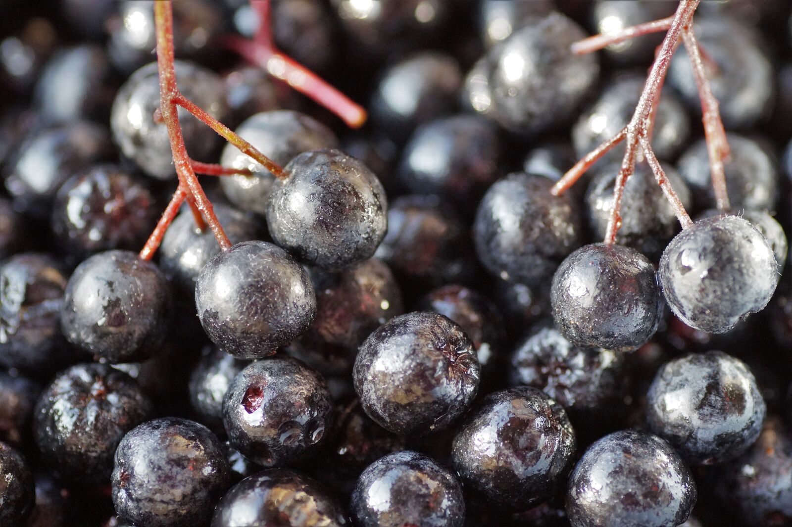 Sony SLT-A58 sample photo. Fruits, aronia, black photography