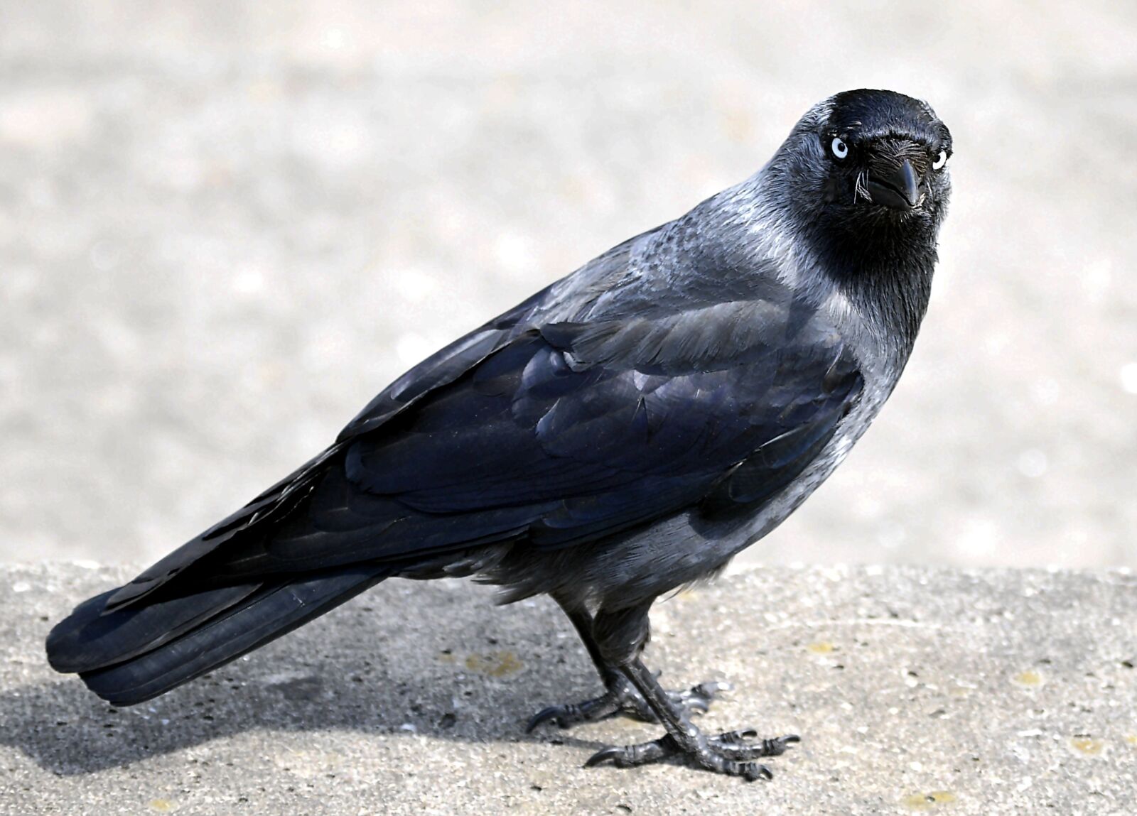 Nikon D3200 sample photo. Raven bird, black, bill photography