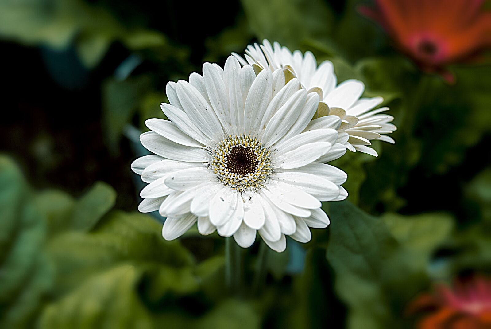Nikon D60 sample photo. Flower, nature, romantic photography