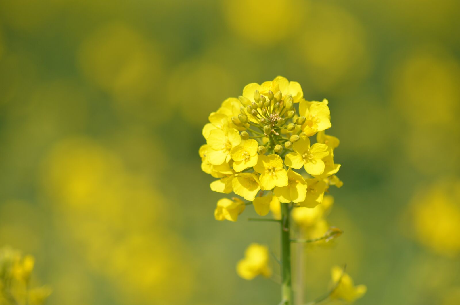 Nikon D5100 sample photo. Rapeseed, oil, flower photography