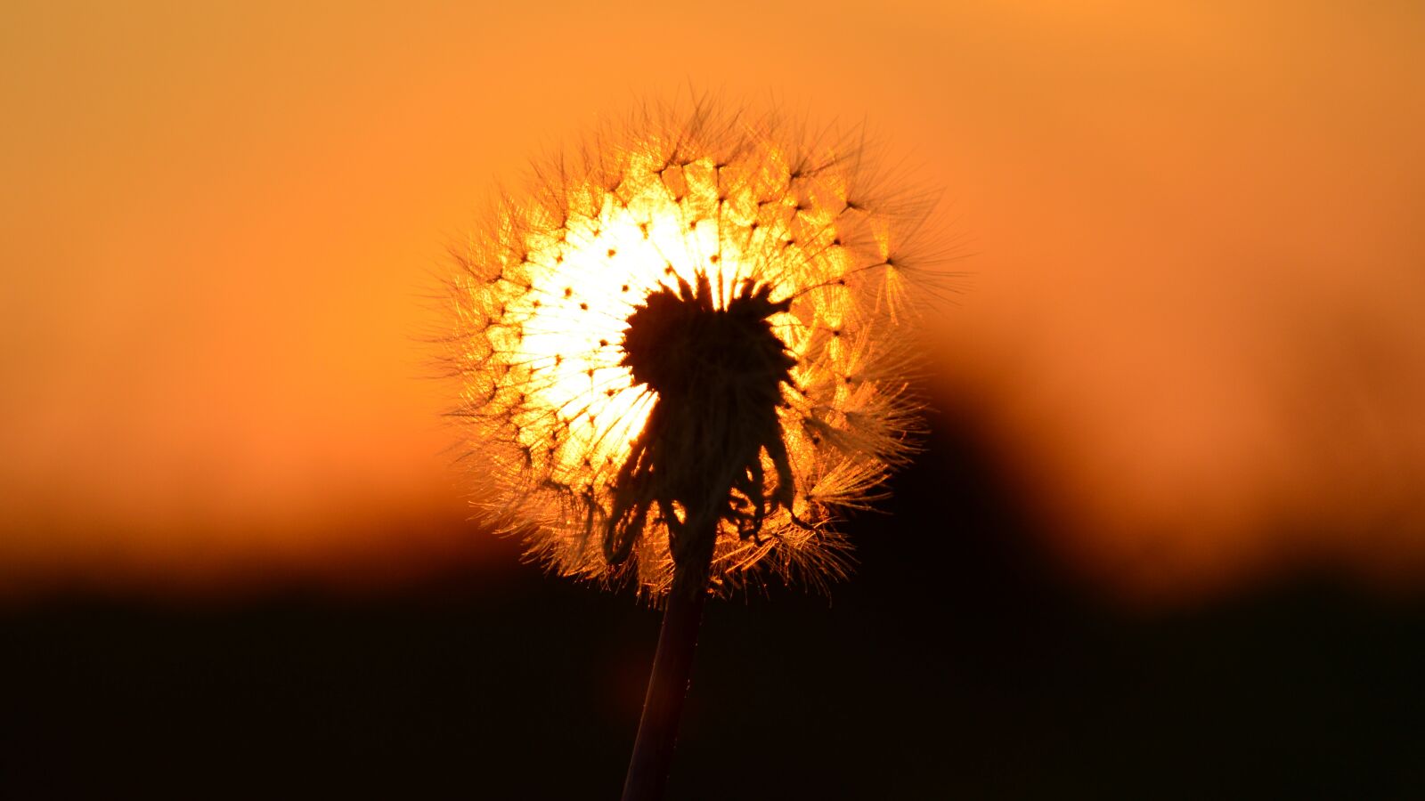Nikon D3200 sample photo. East, sun, dandelion photography