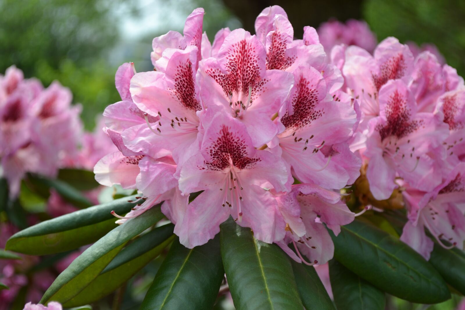 Nikon D3100 sample photo. Garden, plant, rhododendron photography