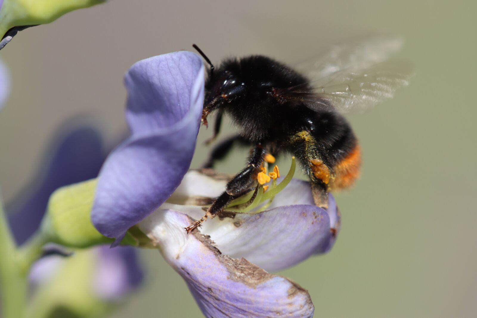 Canon EOS 90D sample photo. Hummel, insect, bee photography
