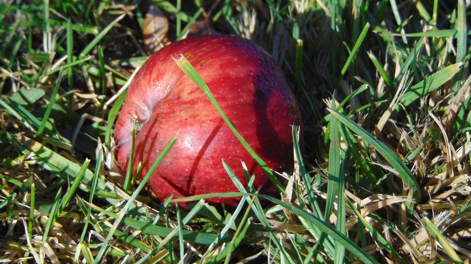 Sony Cyber-shot DSC-H300 sample photo. Single apple, grass, red photography