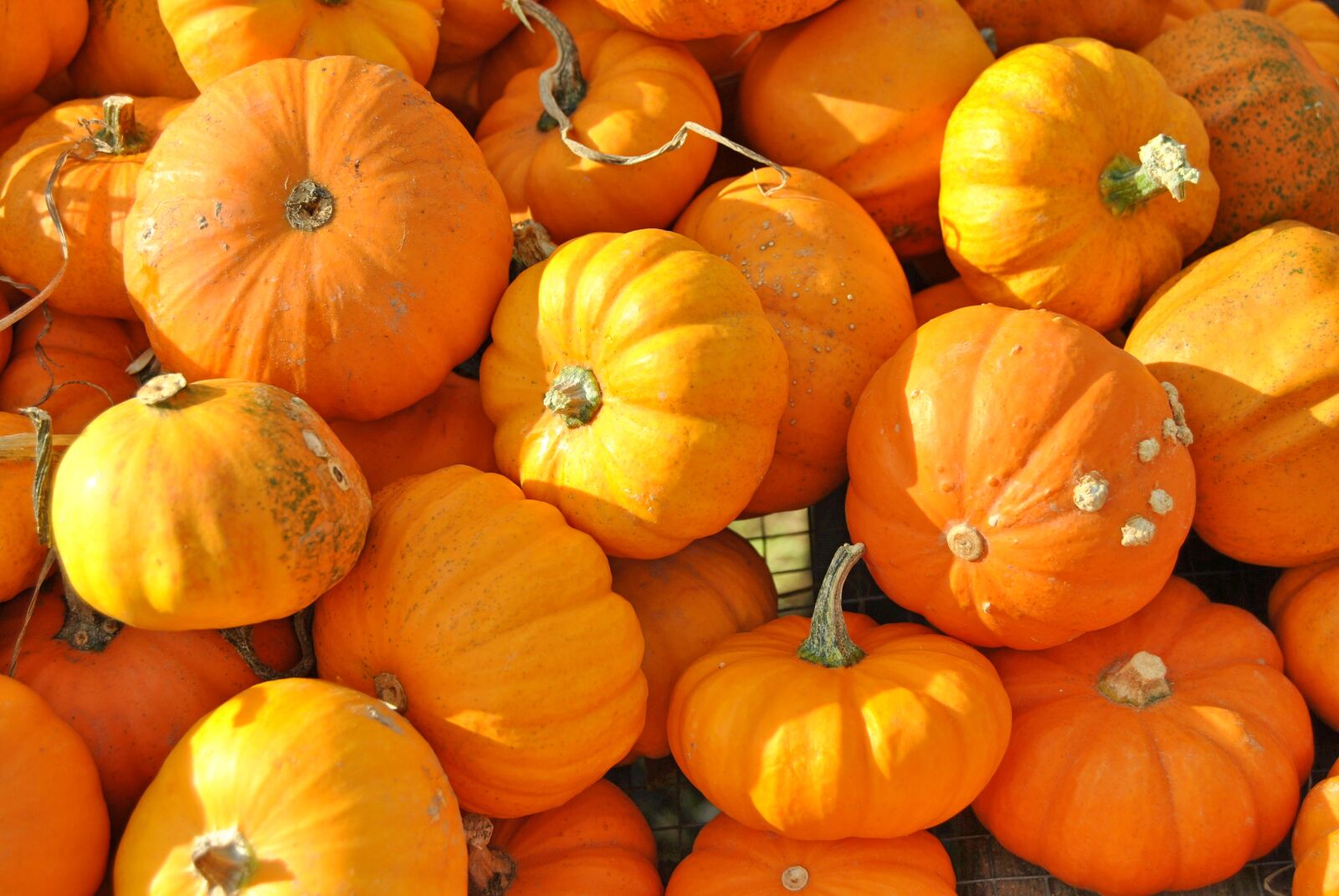 Nikon D3000 sample photo. Pumpkin, halloween, fall photography