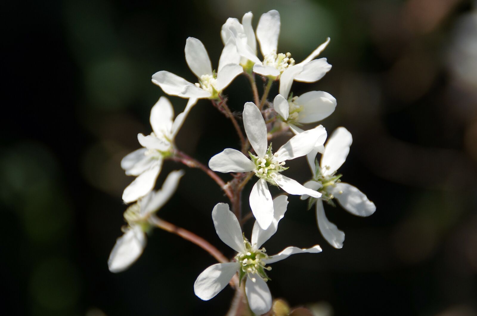 Pentax K-5 sample photo. Saskatoon, canada, amelanchier lamarckii photography