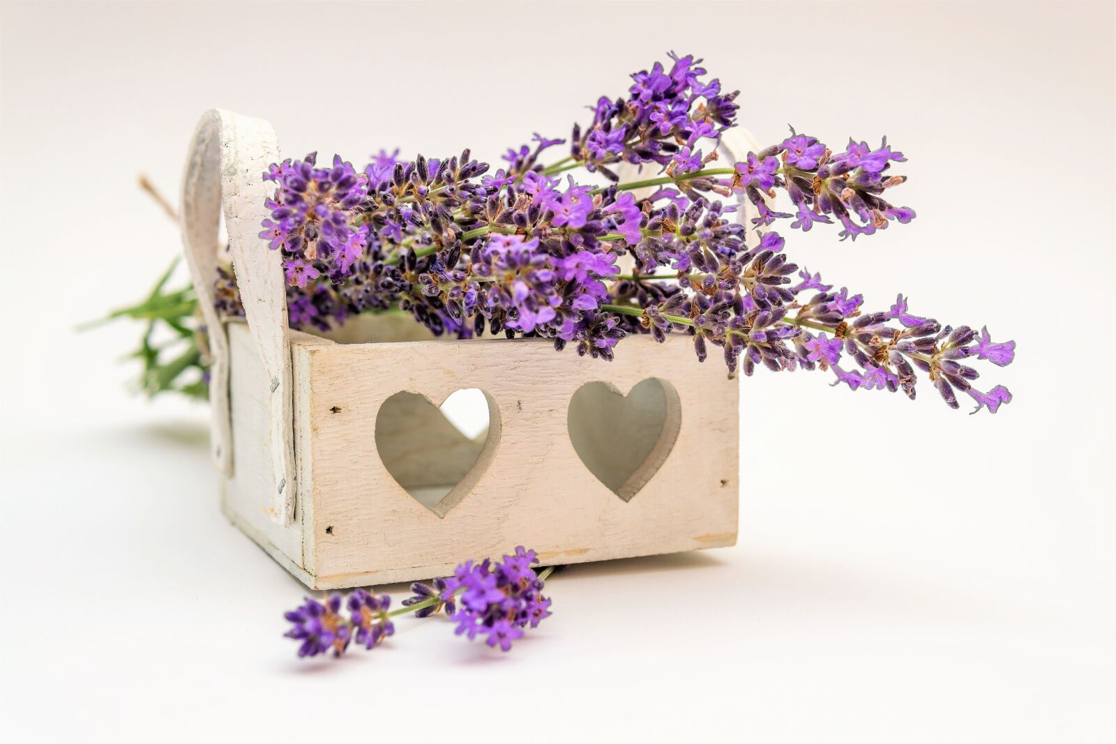 30mm F1.4 DC DN | Contemporary 016 sample photo. Lavender, flower, plant photography