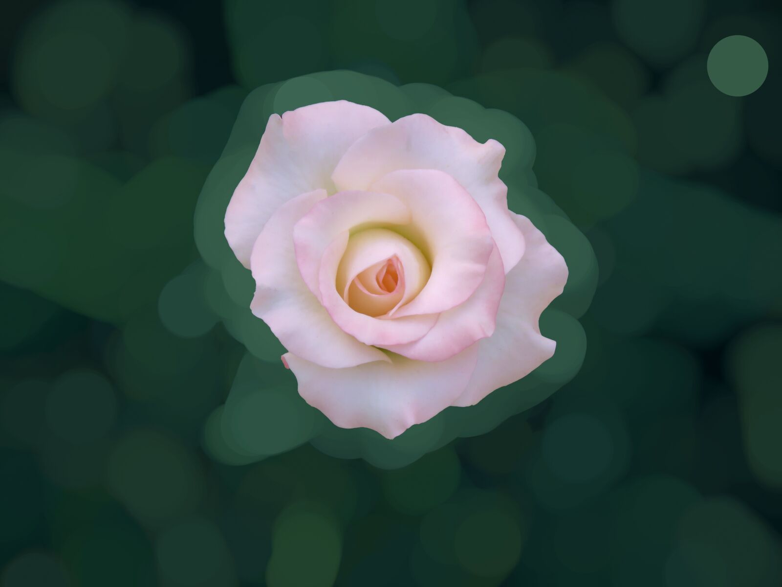 Canon PowerShot SX60 HS sample photo. Alone, center, rose photography
