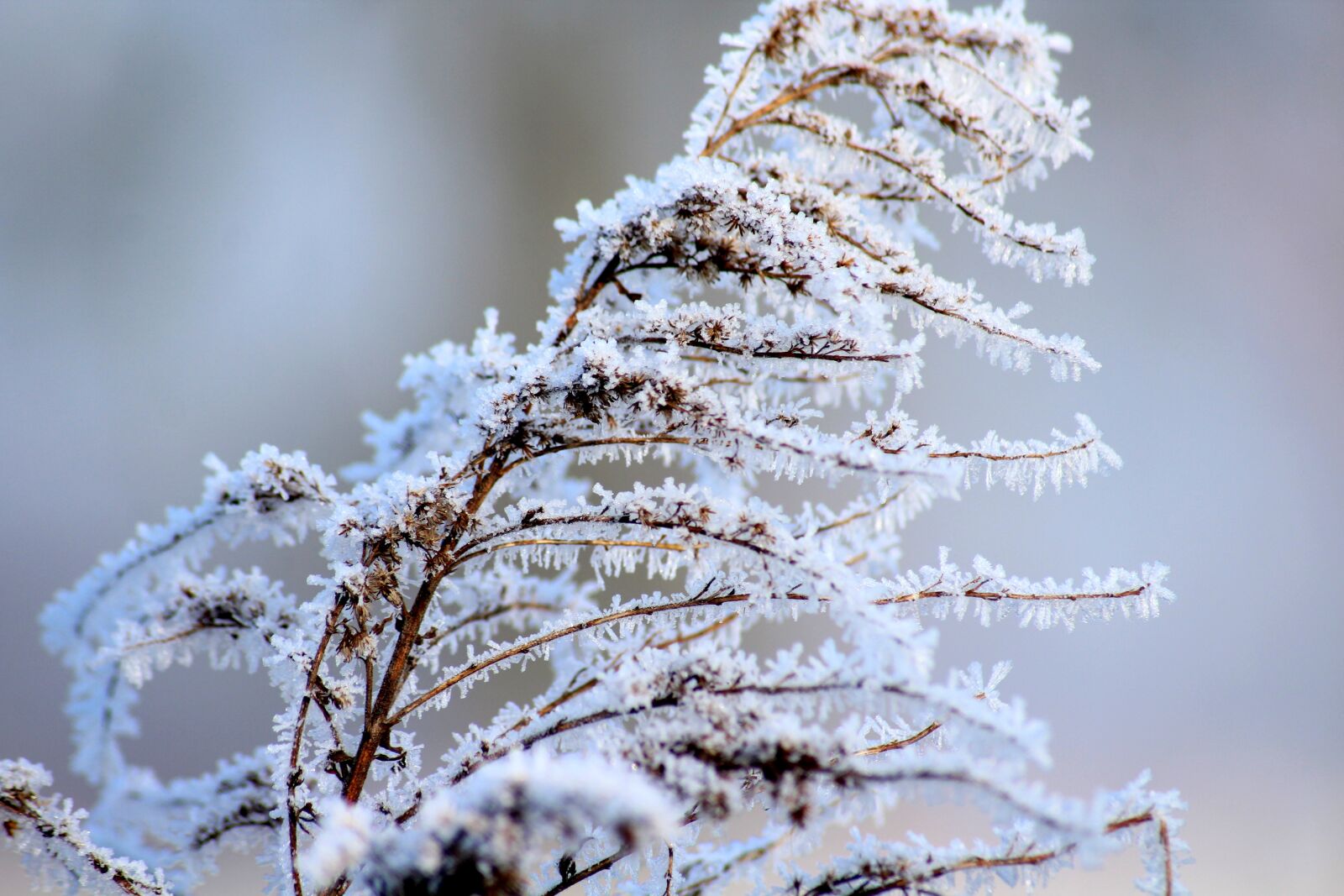 Canon EOS 1200D (EOS Rebel T5 / EOS Kiss X70 / EOS Hi) sample photo. Winter, frost, january photography