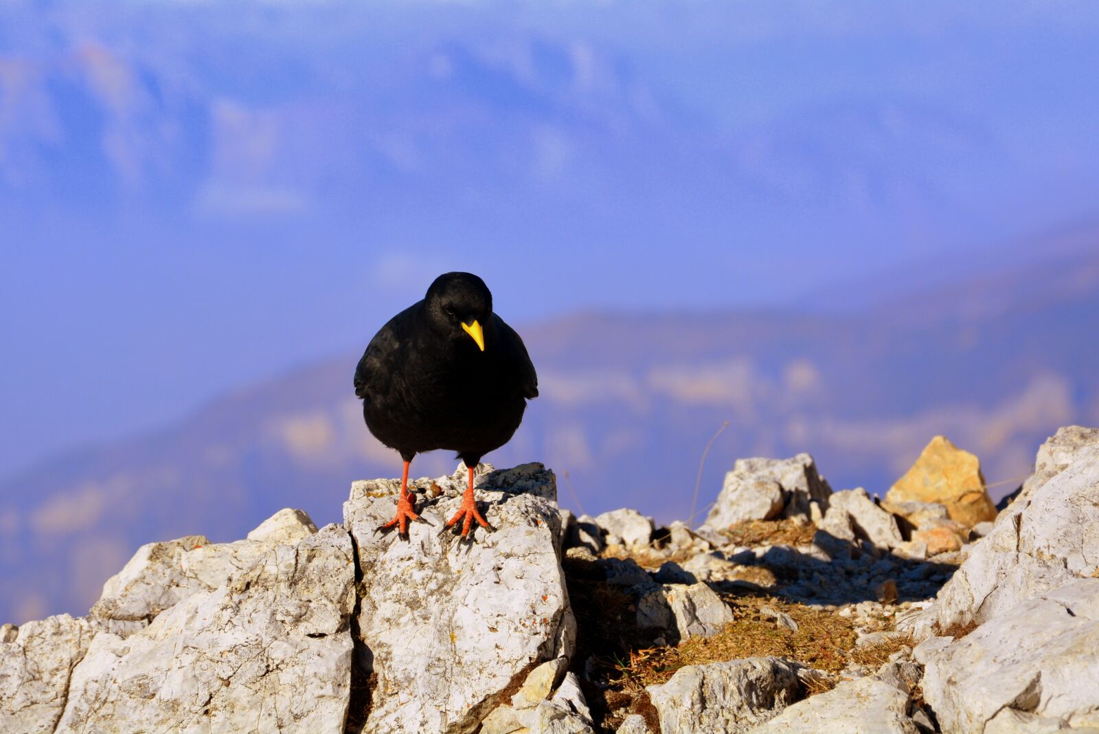 Nikon D7100 sample photo. Merlo, bird, mountain photography
