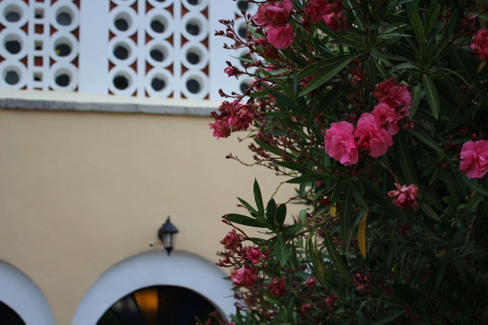 Canon EOS 1200D (EOS Rebel T5 / EOS Kiss X70 / EOS Hi) sample photo. Beautiful, flowers, building, flowers photography