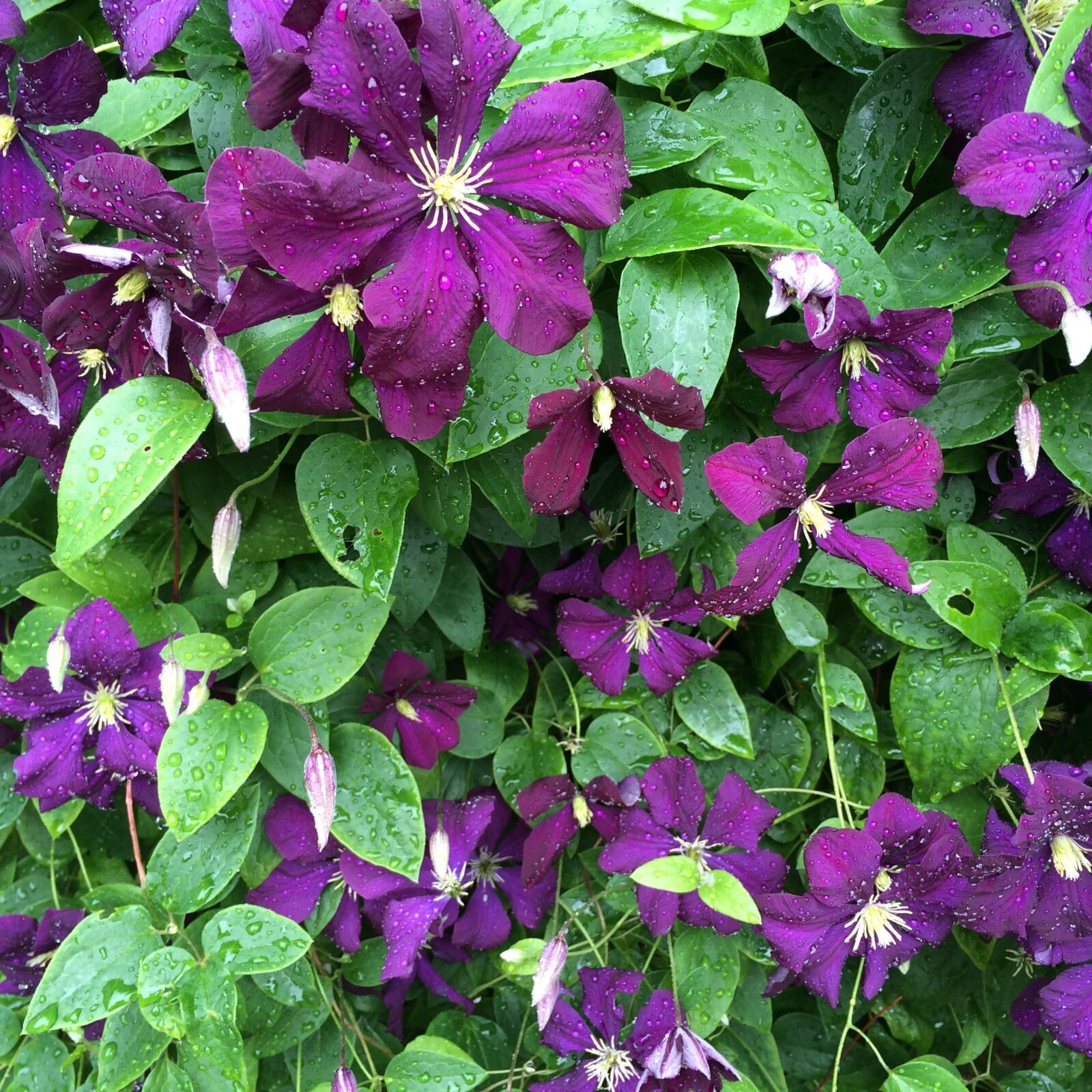 Apple iPhone 5s sample photo. Clematis, purple flowers, bloom photography