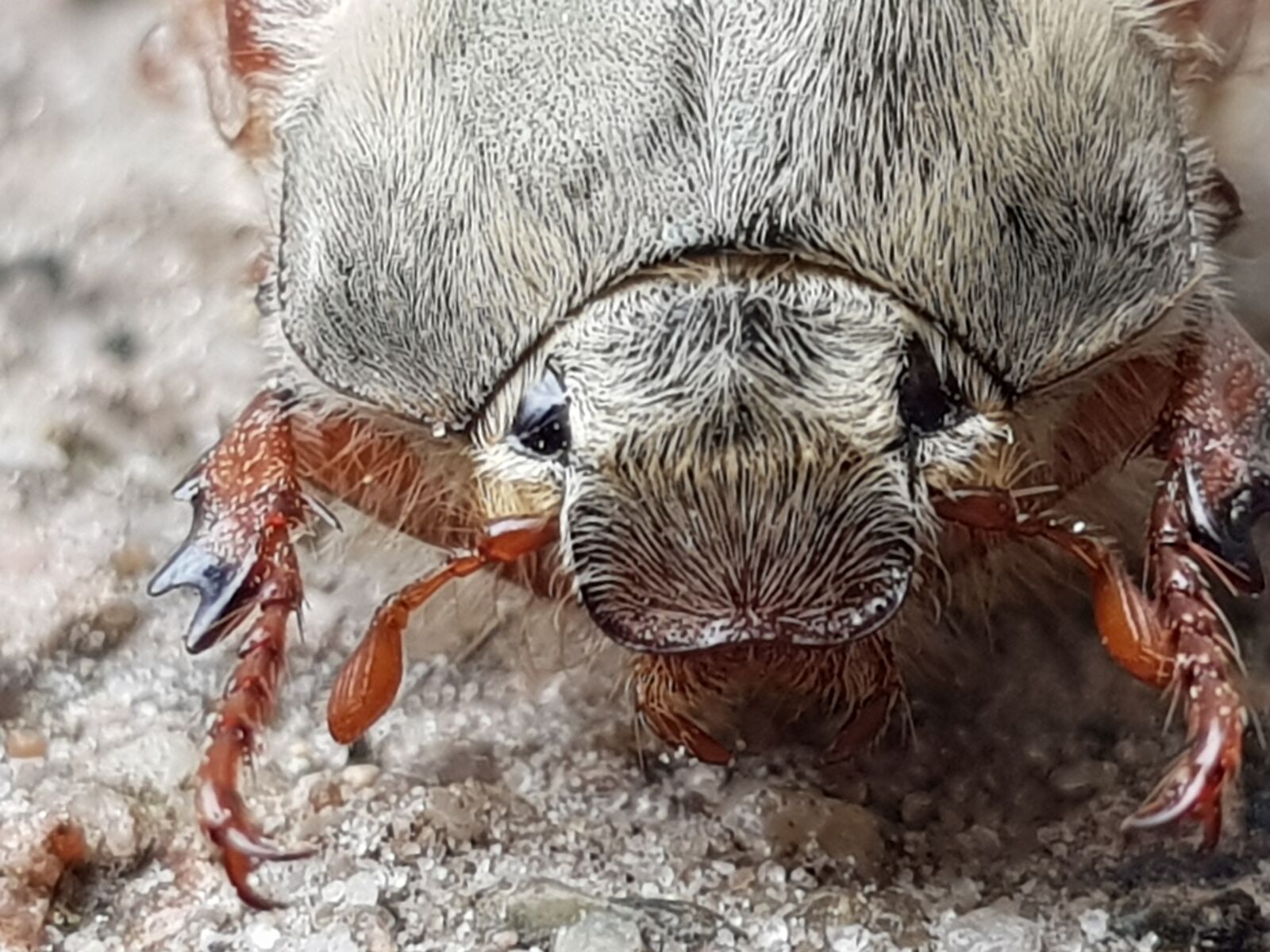Samsung Galaxy S8 sample photo. Beetle, cockchafer, bug photography