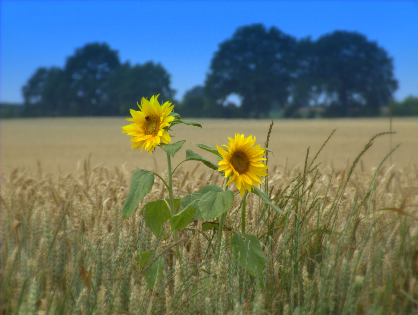 Fujifilm FinePix S6500fd sample photo. Agriculture, nature, sunflower, wheat photography