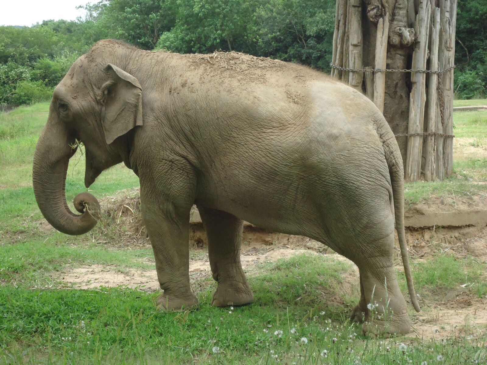 Sony Cyber-shot DSC-W610 sample photo. Elephant, zoo, animal photography