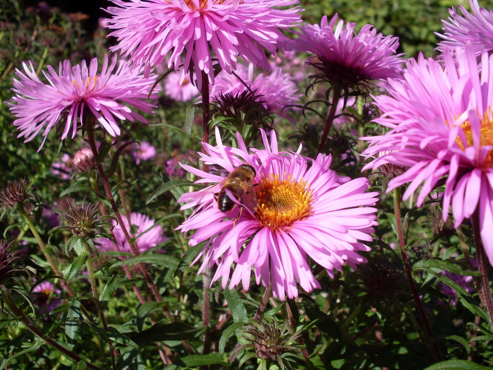 Samsung KENOX S760  / Samsung S760 sample photo. Flower, bee, blossom photography