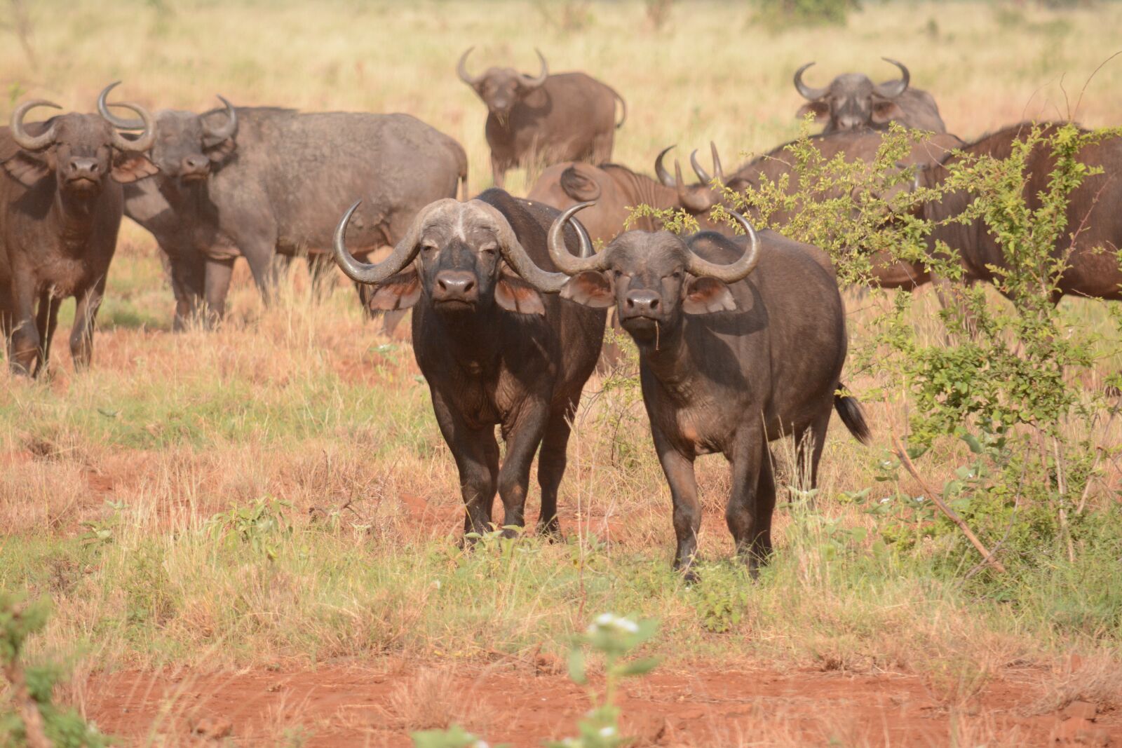Nikon D7100 sample photo. Africa, african, safari, wildlife photography
